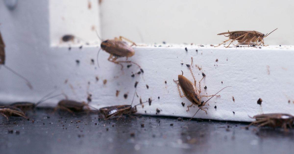 How To Get Rid Of Home Pests